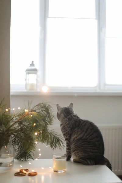 Забавная кошка в комнате, украшенной к Рождеству и Новому году. — стоковое фото