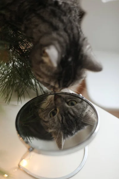 Lustige Katze schaut in den Spiegel in einem Raum für Weihnachten und Neujahr dekoriert. — Stockfoto