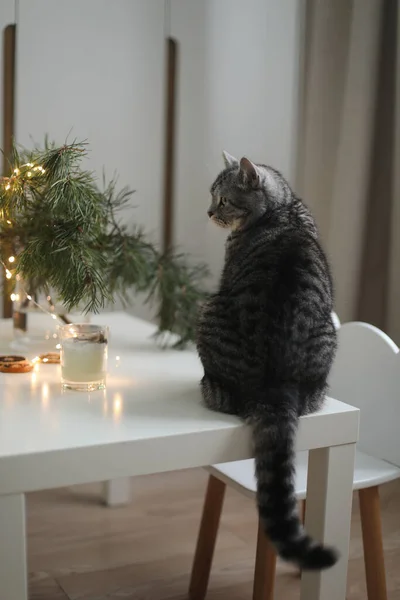 Gato divertido en una habitación decorada para Navidad y Año Nuevo. —  Fotos de Stock