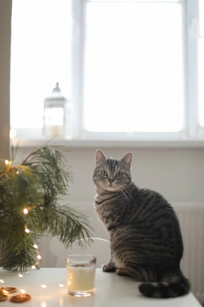 Забавная кошка в комнате, украшенной к Рождеству и Новому году. — стоковое фото