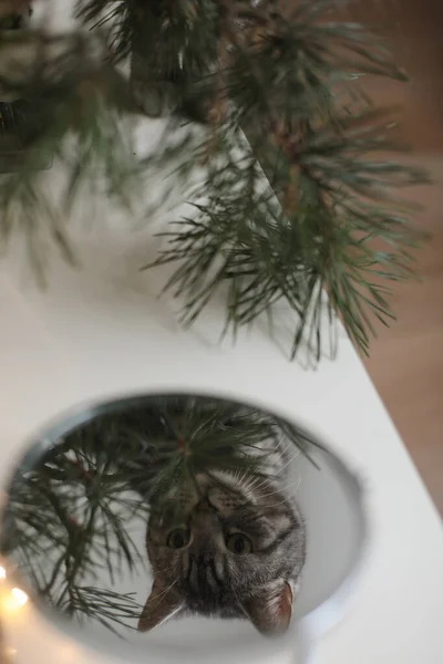 Legrační kočka se dívá do zrcadla v místnosti zdobené na Vánoce a Nový rok. — Stock fotografie