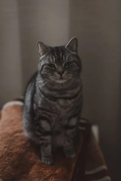 Divertido gris gato tabby sentado en un cuadros en casa, ambiente acogedor —  Fotos de Stock