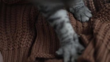Yumuşak kedi pençeleri sıcak örülmüş bir süveterin üzerinde. Rahat ev atmosferi videosu.