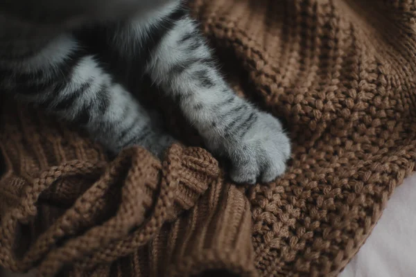 Fluffiga katttassar på en varm stickad tröja. Mysig hemkänsla — Stockfoto