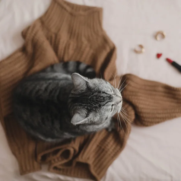 暖かいニットのセーターに座っているタビー猫。居心地の良い家庭の雰囲気 — ストック写真