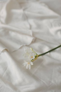 Narcissus, nergis Beyaz arka planda bahar çiçekleri