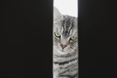 Komik gri tekir kedi perdelerin arkasına saklandı.