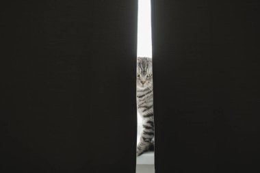 Komik gri tekir kedi perdelerin arkasına saklandı.