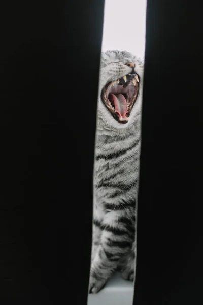 Engraçado bonito tabby escocês reta gato bocejos — Fotografia de Stock