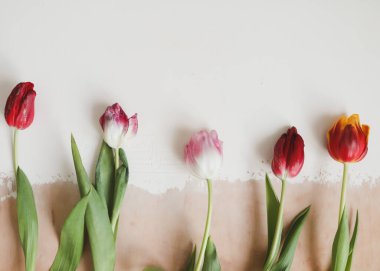 Açık arkaplanda renkli taze laleler