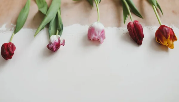 Colorful fresh tulips on a light background — Stock Photo, Image