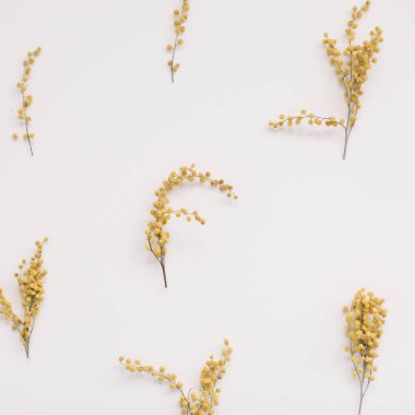 Beyaz arka planda çiçek desenli mimoza çiçekleri. Uzayı kopyala Çiçek çerçevesi.