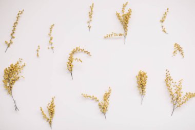 Beyaz arka planda çiçek desenli mimoza çiçekleri. Uzayı kopyala Çiçek çerçevesi.