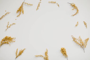 Beyaz arka planda çiçek desenli mimoza çiçekleri. Uzayı kopyala Çiçek çerçevesi.