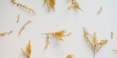 Beyaz arka planda çiçek desenli mimoza çiçekleri. Uzayı kopyala Çiçek çerçevesi.