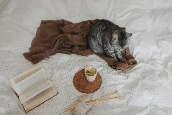 Милая кошка спит дома. Книга и чашка чая лемон с домашним декором на теплой мягкой кровати. Скандальный стиль, истерическая концепция . — стоковое фото