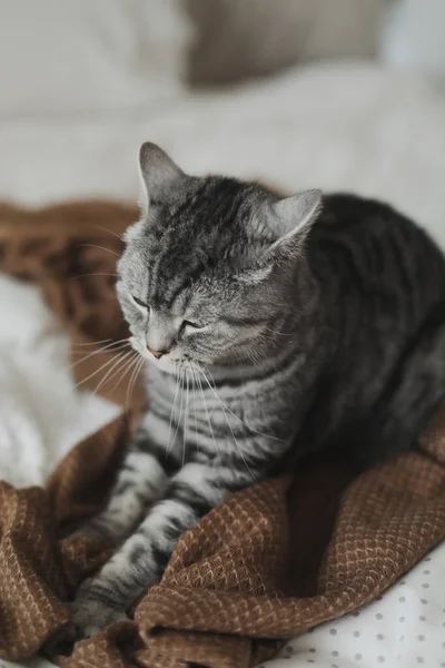 Evdeki sevimli İskoç heteroseksüel kedi yatakta. Kedi portresi. Şirin kedi evde ateş ediyor. — Stok fotoğraf