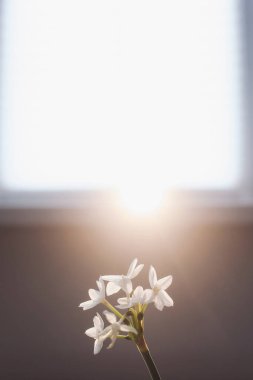 Bahar arkaplanı nergis çiçeğiyle izole edilmiş.