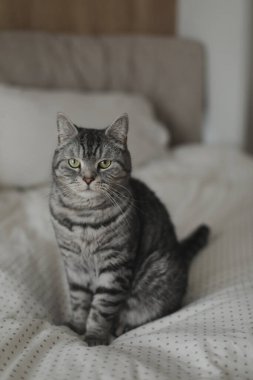 Evdeki sevimli İskoç heteroseksüel kedi yatakta. Kedi portresi. Şirin kedi evde ateş ediyor.