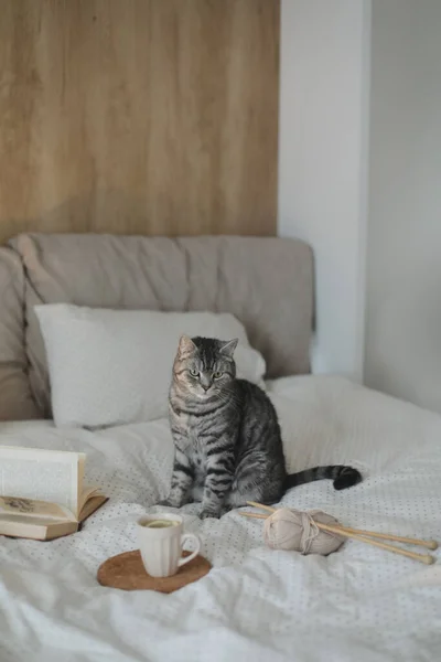 Mignon écossais droit chat tabby gris assis sur le lit dans la lumière douce du matin à la maison. Livre et tasse de thé au citron sur le lit chaud et doux. Style scandinave, concept hygge. — Photo