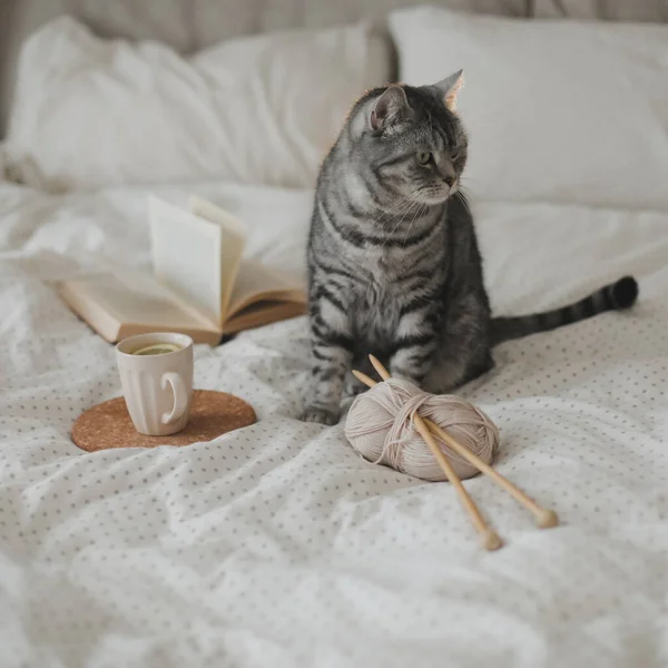 Уютная кровать со смешной шотландской серой кошкой, чашечкой лимонного чая, книжными и вязальными спицами. Скандальный стиль, истерическая концепция — стоковое фото