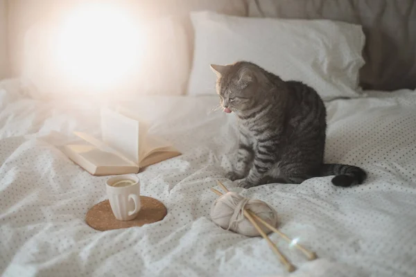 Άνετο κρεβάτι με ένα αστείο σκωτσέζικο ευθεία γκρι tabby γάτα, φλιτζάνι τσάι λεμόνι, βιβλίο και πλέξιμο βελόνες. Σκανδιναβικό στυλ, hygge έννοια — Φωτογραφία Αρχείου