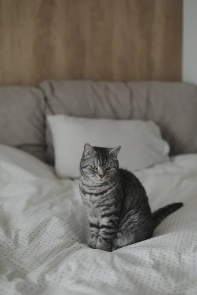 Gato bonito escocês na cama em casa. Retrato de gato. Gato bonito tiro em casa — Fotografia de Stock