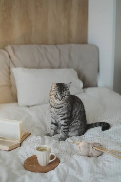 Mignon écossais droit chat tabby gris assis sur le lit dans la lumière douce du matin à la maison. Livre et tasse de thé au citron sur le lit chaud et doux. Style scandinave, concept hygge. — Photo