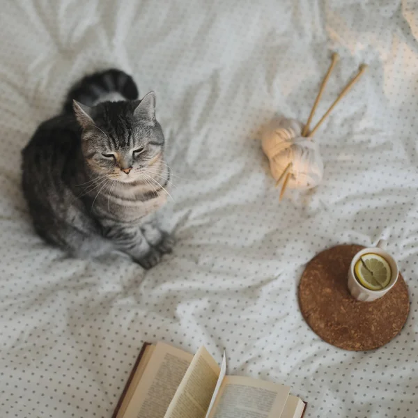 Χαριτωμένη γάτα κοιμάται στο σπίτι. Βιβλίο και φλιτζάνι τσάι λεμονιού με διακόσμηση στο ζεστό απαλό κρεβάτι. Σκανδιναβικό στυλ, ιδέα. — Φωτογραφία Αρχείου