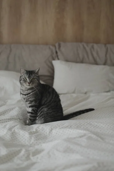 Evdeki sevimli İskoç heteroseksüel kedi yatakta. Kedi portresi. Şirin kedi evde ateş ediyor. — Stok fotoğraf