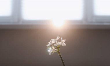 Bahar arkaplanı nergis çiçeğiyle izole edilmiş.