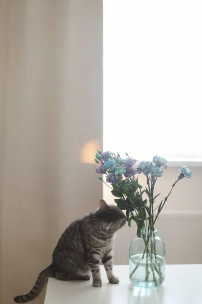 Gato Gris Divertido Ramo Flores Azules Moradas Jarrón Sobre Mesa —  Fotos de Stock