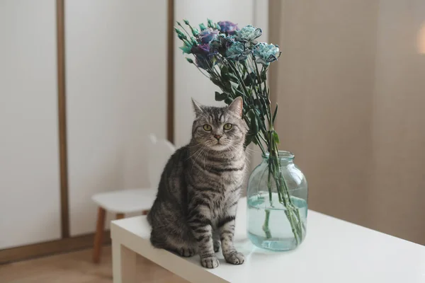 テーブルの上の花瓶に面白い灰色の猫と青と紫の花の花束居心地の良い日当たりの良いリビングルーム — ストック写真