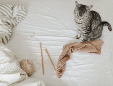 Evdeki rahat yatakta sevimli komik tekir kedi