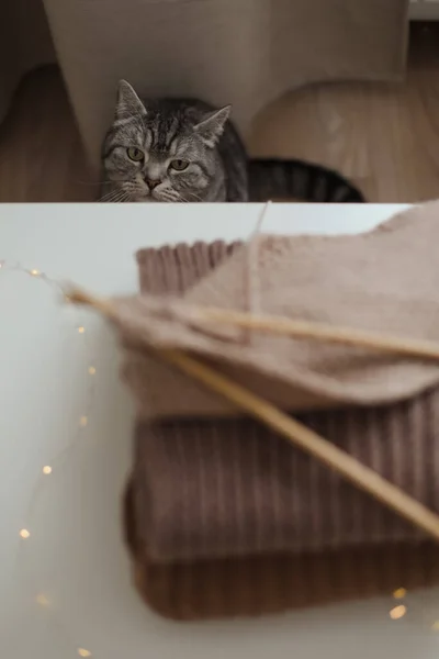 Gemütliche Atmosphäre Hause Mit Einer Schottischen Geraden Katze Mit Lustigem — Stockfoto