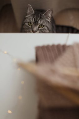 Komik görünüşlü bir İskoç heteroseksüel kedisiyle sıcak bir ev atmosferi. Kedi portresi. Şirin kedi evde ateş ediyor.