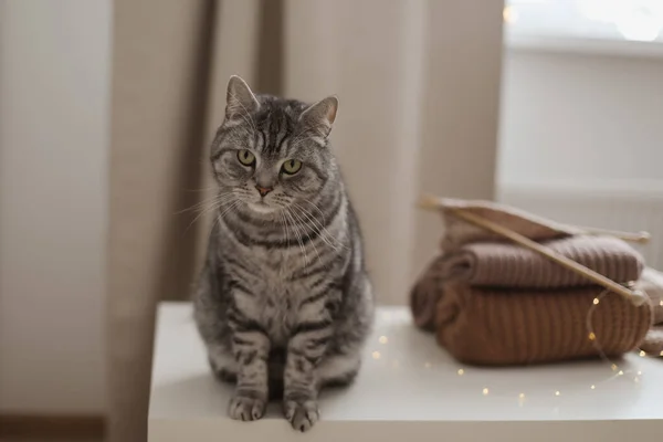 スコットランドの真っ直ぐな猫と居心地の良い家庭的な雰囲気 猫の肖像 かわいい猫屋内撮影 — ストック写真