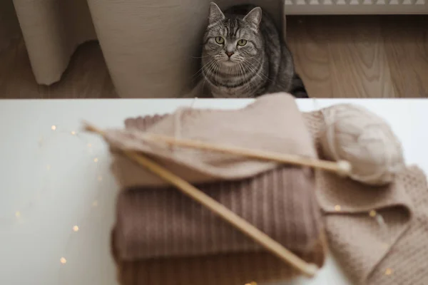 Gezellige Huiselijke Sfeer Met Een Schotse Rechte Kat Met Grappig — Stockfoto