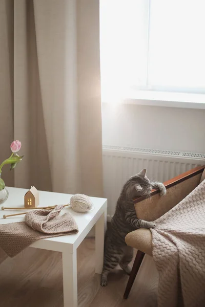 Ambiente Acolhedor Casa Com Gato Escocês Reta Com Aparência Engraçada — Fotografia de Stock