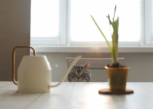 Drôle de curieux chat et fleur en pot. Jardinage, printemps et Pâques concept. — Photo