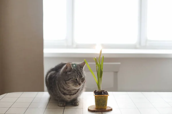Aranyos szép macska és virág pot. Kertészeti, tavaszi és húsvéti koncepció. — Stock Fotó
