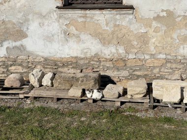 Eski binanın yanında uyuyan kedi.