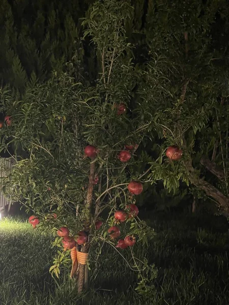 Grenadier Aux Fruits Dans Obscurité — Photo