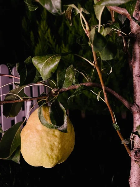Красивая Желтая Груша Висящая Дереве Ночью — стоковое фото