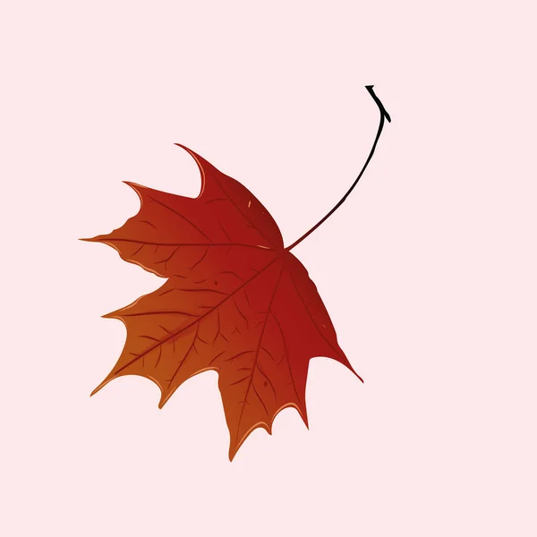 Оранжевый Красивый Осенний Кленовый Лист — стоковый вектор