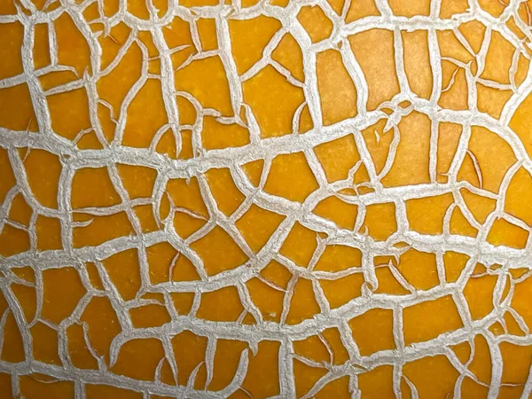 beautiful light texture on yellow melon peel