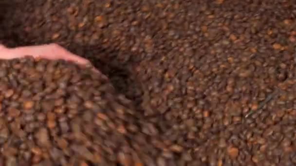 Ziarna Kawy Się Pieką Nagranie Wysokiej Jakości Materiał Filmowy Fullhd — Wideo stockowe