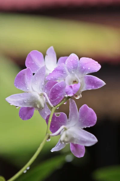 Orquídea Roxa Criar Bom Ambiente — Fotografia de Stock