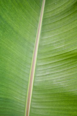 muz yaprağı, yeşil arkaplan