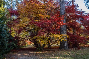 Bir sonbahar sokağında renksiz ağaç yaprakları